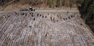 Posadź własne drzewo i poznaj pracę leśników. Wyjątkowa akcja w kwietniu