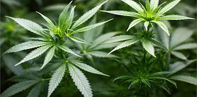 20 kwietnia. Wolna prasa, różnorodność, tematy społeczne oraz marihuana