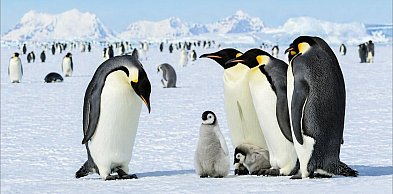 25 kwietnia. Od sekretarek po pingwiny, czyli święta pełne znaczeń