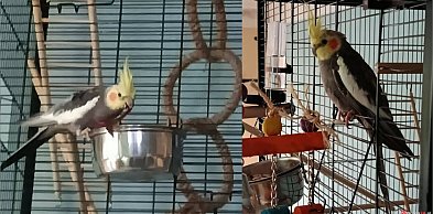 Zaginęła papużka Leon. Właściciele proszą o pomoc