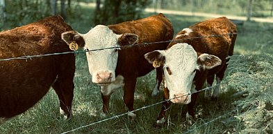 Pastuch elektryczny w gospodarstwie lub w hodowli? To rozwiązanie ma sens!