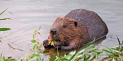 Od medyków po bobry. Co świętujemy 7 kwietnia