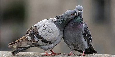 Jednorożce i gołębie. Niezwykłe święta 9 kwietnia