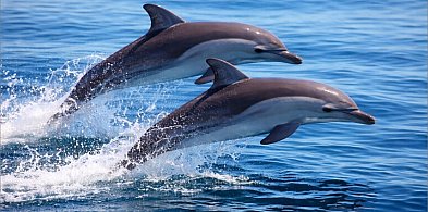 Ważne święta jednego dnia. Co obchodzimy 14 kwietnia