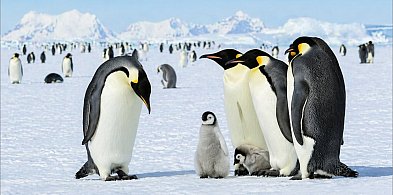 25 kwietnia. Od sekretarek po pingwiny, czyli święta pełne znaczeń