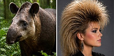 27 kwietnia. Dzień grafika, florysty i tapira. Bez tapirowania włosów...