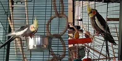 Zaginęła papużka Leon. Właściciele proszą o pomoc