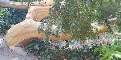 Zniszczony cis. Wandale w Parku Centralnym. Miasto zapowiada fotopułapki