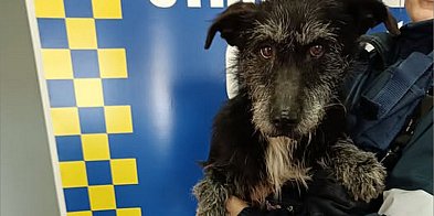 Grodków. Odłowiono psa. Pies czeka na właściciela