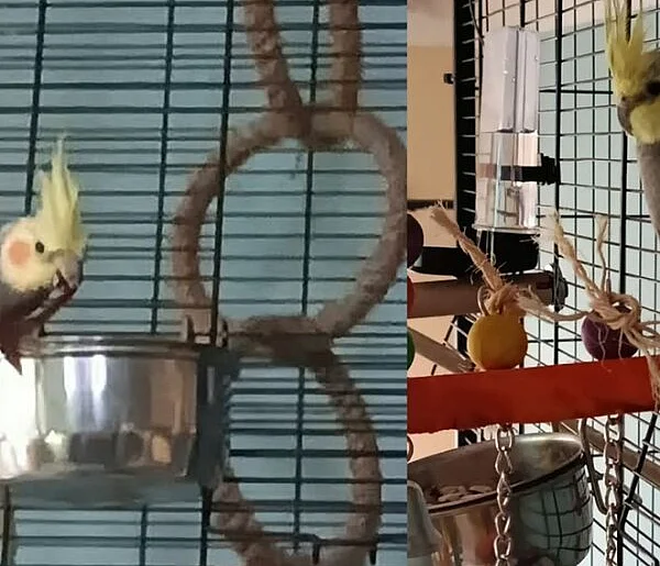 Zaginęła papużka Leon. Właściciele proszą o pomoc