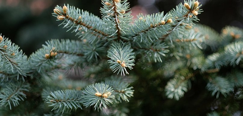  W święta choinki nie może zabraknąć. Co jednak zrobić z nią po…