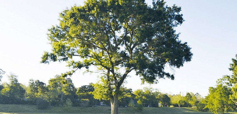 Po co powstał program "Czyste Powietrze"?