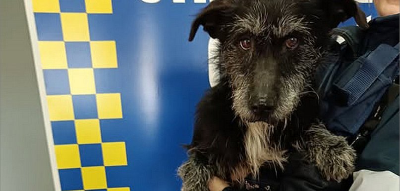 Grodków. Odłowiono psa. Pies czeka na właściciela lub opiekuna