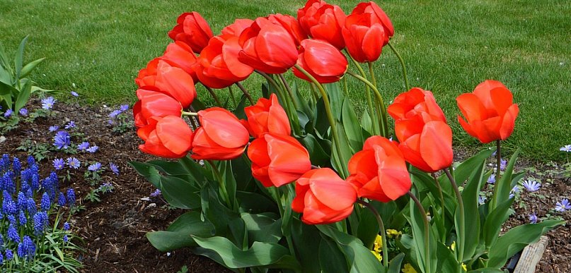 Tulipany w ogrodzie - kiedy wykopywać cebulki po kwitnieniu