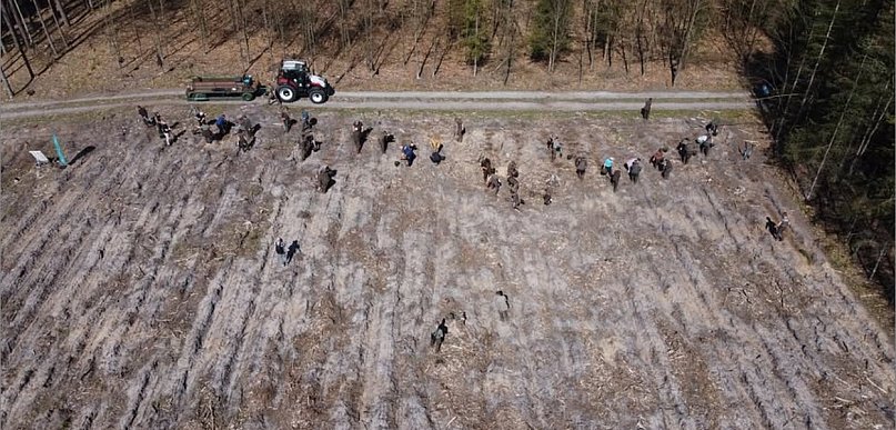 Posadź własne drzewo i poznaj pracę leśników. Wyjątkowa akcja w kwietniu