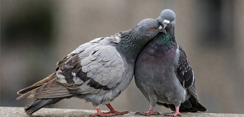 Jednorożce i gołębie. Niezwykłe święta 9 kwietnia