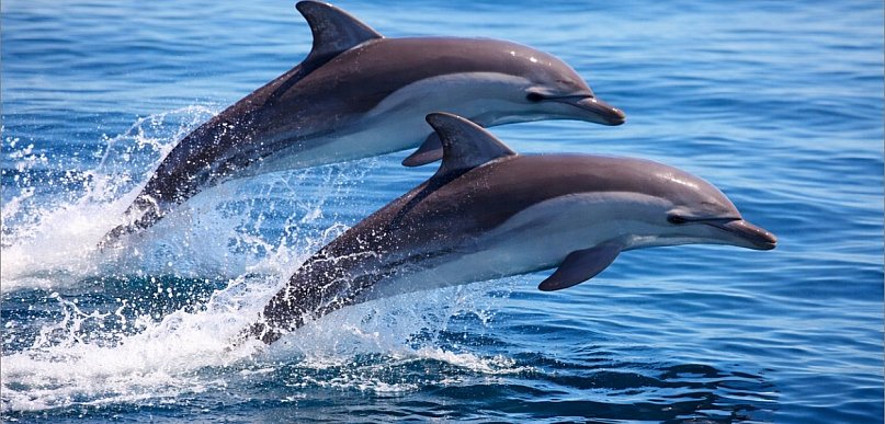 Ważne święta jednego dnia. Co obchodzimy 14 kwietnia