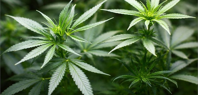 20 kwietnia. Wolna prasa, różnorodność, tematy społeczne oraz marihuana