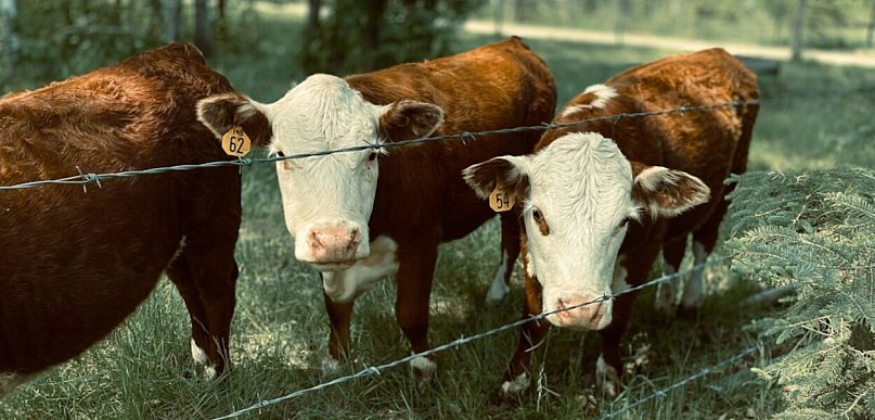 Pastuch elektryczny w gospodarstwie lub w hodowli? To rozwiązanie ma sens!