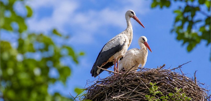 31 maja. Bociany, zdrowie i rodzinne więzi. Jakie święta obchodzimy dziś?