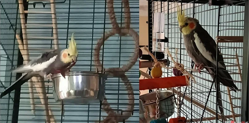 Zaginęła papużka Leon. Właściciele proszą o pomoc