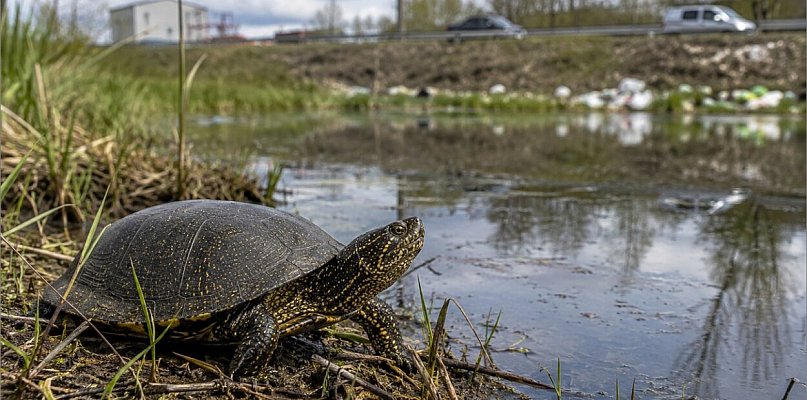 23 maja ma wiele twarzy. Od sądów po żółwie
