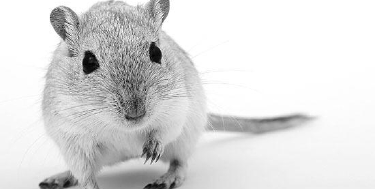 Dobry szczur, to martwy szczur