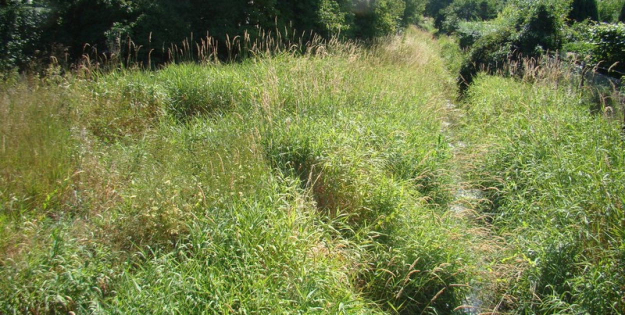 Problem koszenia w mieście, czyli dżungla na Słonecznej