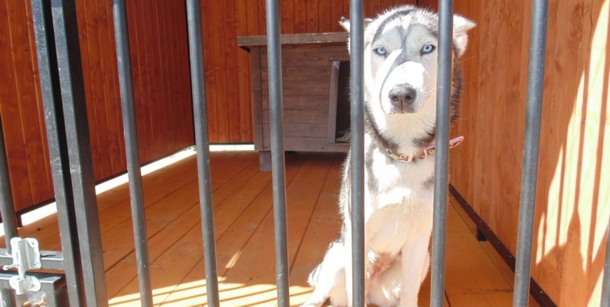  Brzeskie "Przytul Psisko" jest przepełnione. Ludzie w wakacje porzucają…