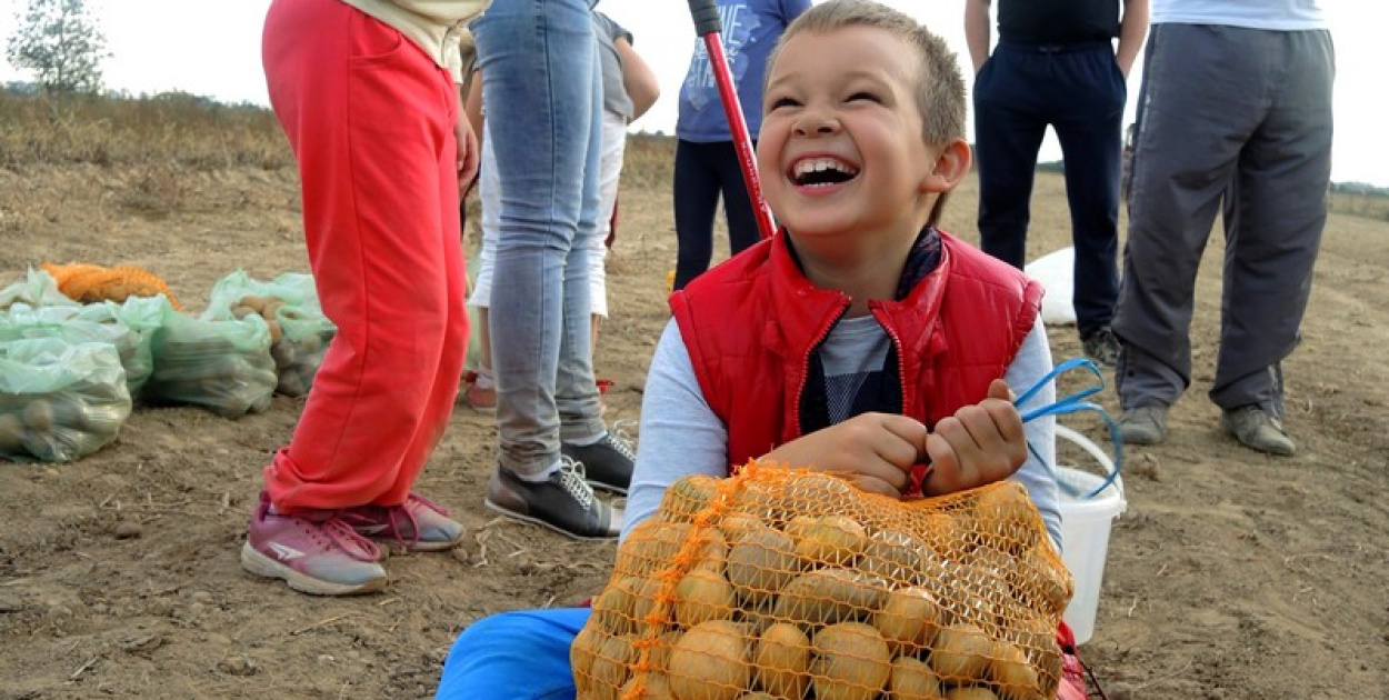 Wykopki jak za dawnych lat