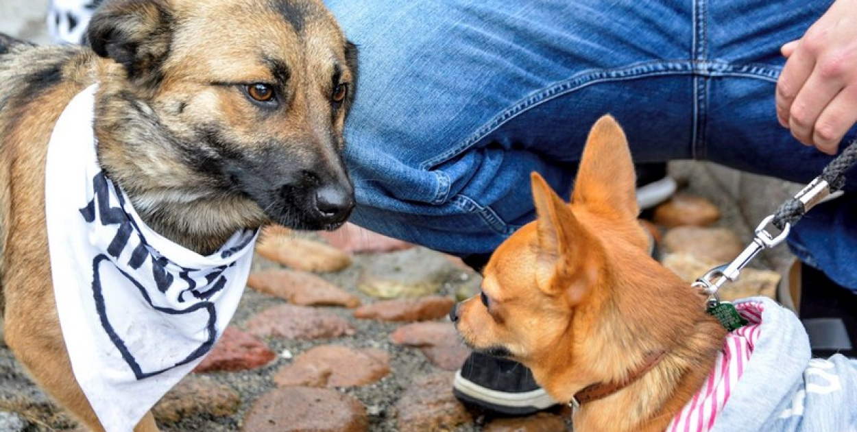 Miśki po raz czwarty w Grodkowie [fotorelacja]