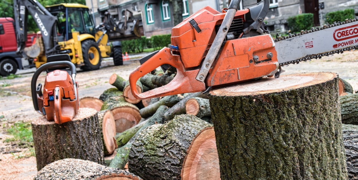 Ruszyła wycinka drzew na ulicy Wolności [zdjęcia]