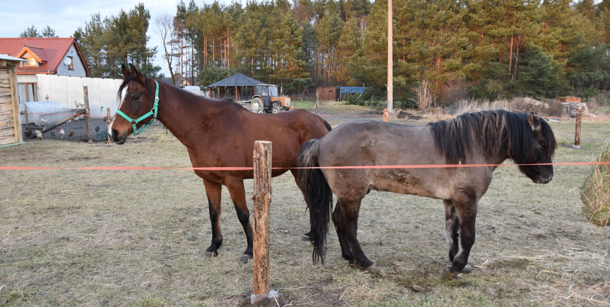 Na ratunek koniom. Zamiast rzeźni, zagroda pod lasem w Lubszy