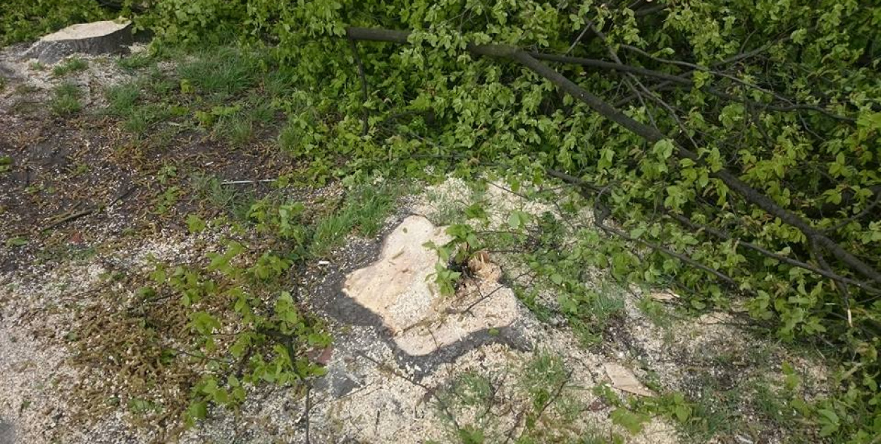 Mieszkańcy znów pytają o wycinkę drzew na terenie Brzegu