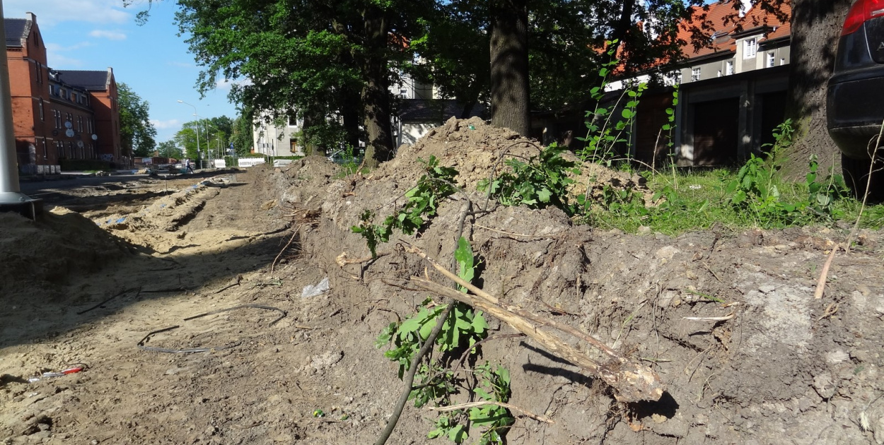 Drzewa w Alei Dębowej - pomniki przyrody - mogły zostać uszkodzone