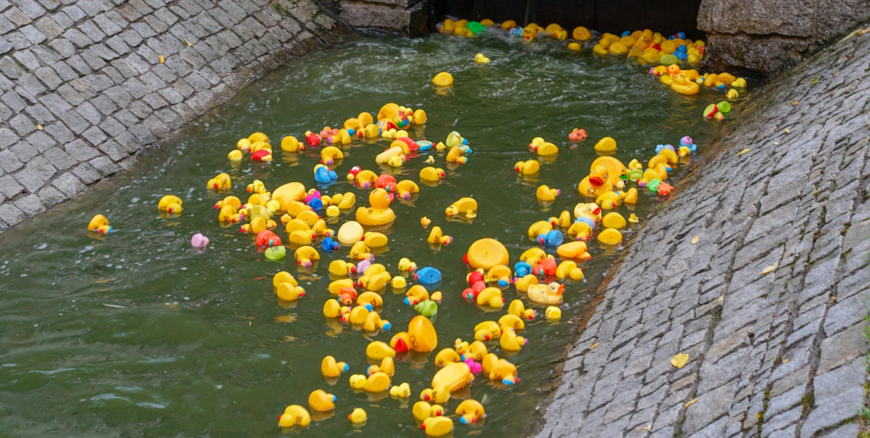  Druga edycja "Brzeskiego Festiwalu Kaczek". W wyścigu rywalizowało ponad…