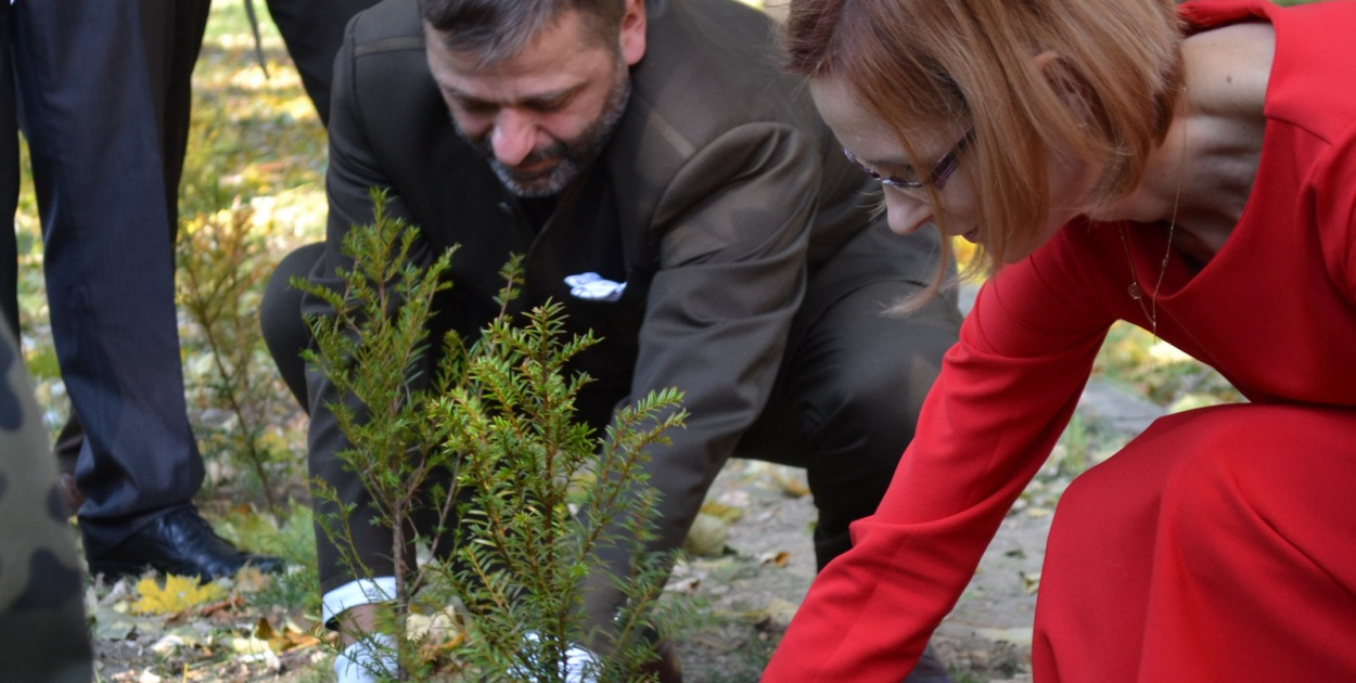 Długowieczne cisy upamiętnią 100-lecie niepodległości