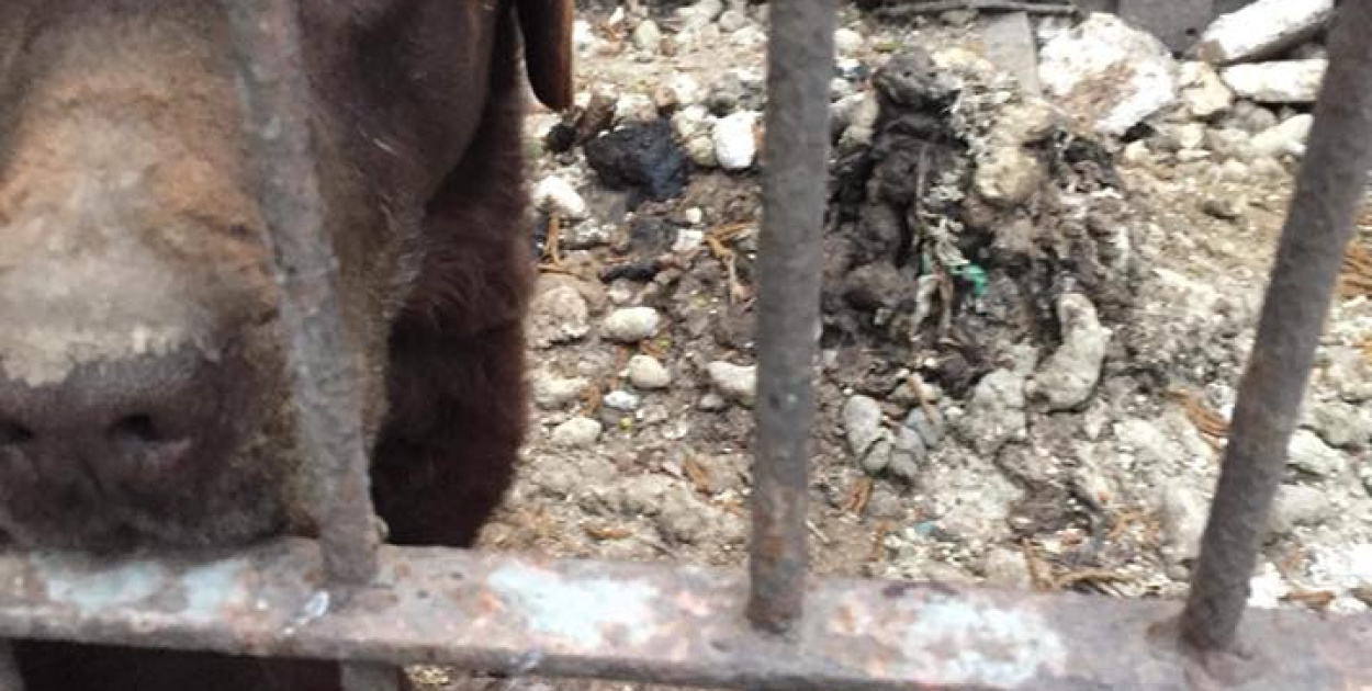  Lewin Brzeski: Wolontariusze TOZ zabrali 10 psów z pseudohodowli.