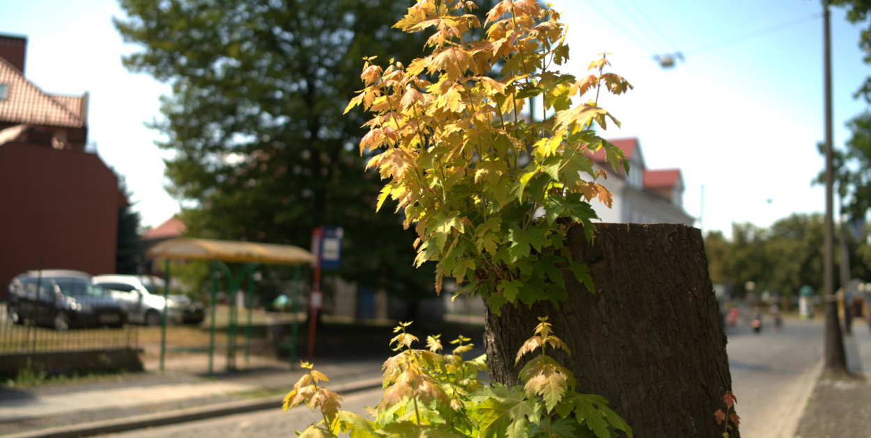 "Kikuty drzew" na ul. Kamiennej  zostaną usunięte