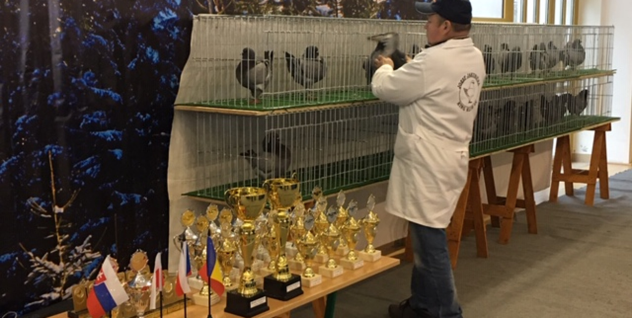 II Międzynarodowa Wystawa Gołębi Rasy KING w Łosiowie