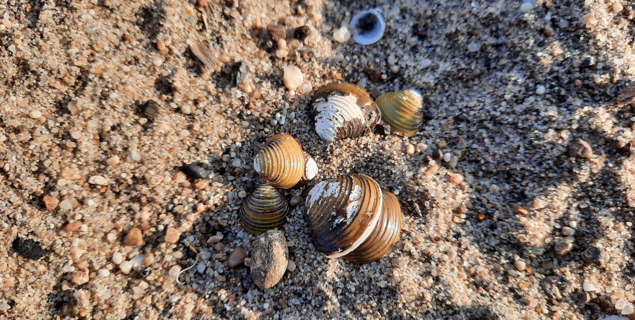 Muszelki, dwie osoby i kamieni kupa. Burmistrz Wrębiak zachęcał do…
