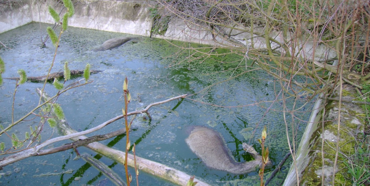 Topią się młode sarny na Zielonce - Felieton Marka Popowskiego
