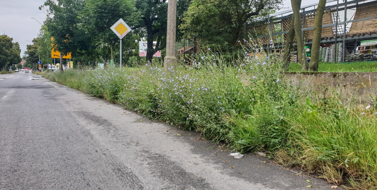  Koszenie zarośniętych ulic w Brzegu ruszy od poniedziałku. Kto "zaspał"…