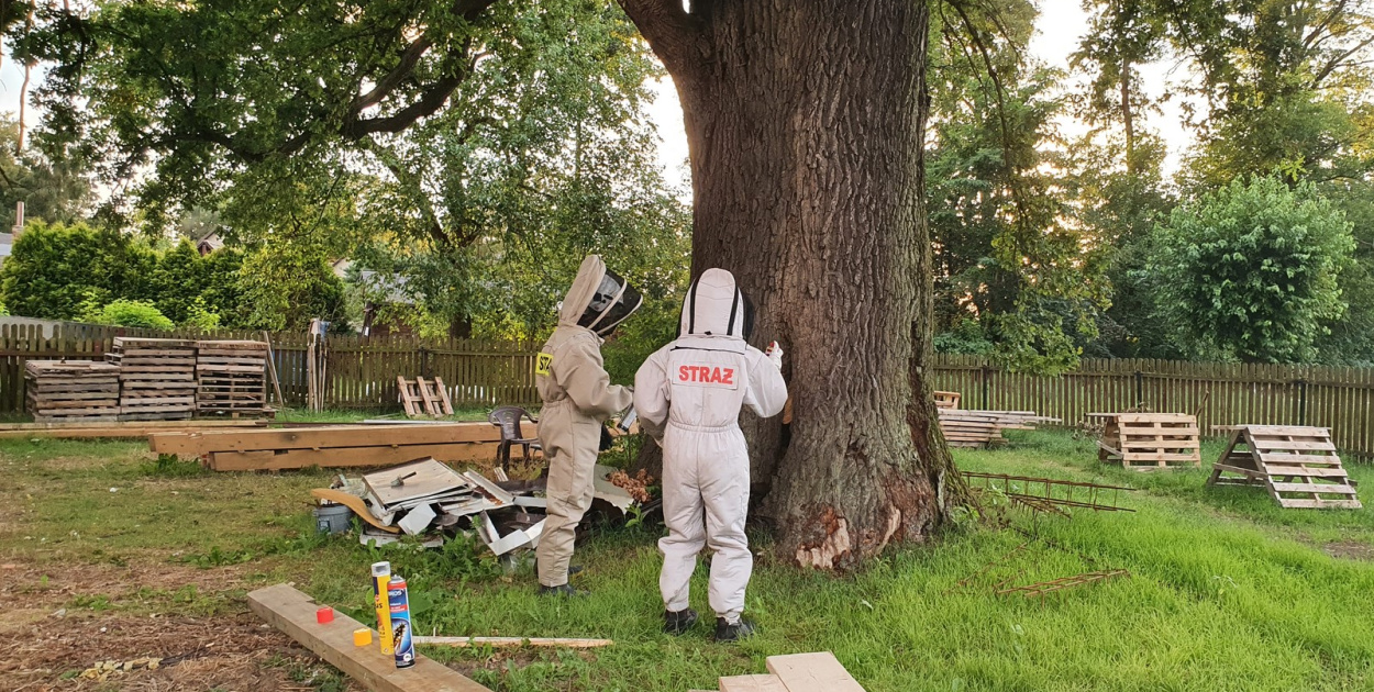  Strażacy coraz częściej wyjeżdżają do agresywnych szerszeni, jednak…