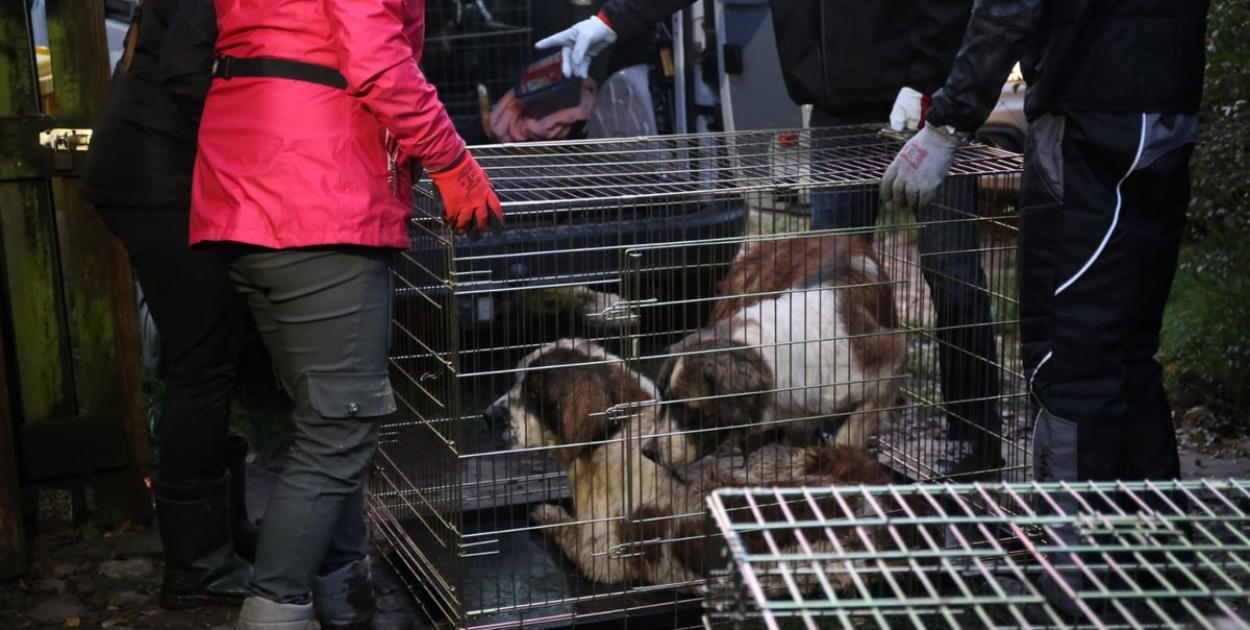  Nielegalna hodowla psów w Rogalicach. TOZ w asyście policji odbiera…