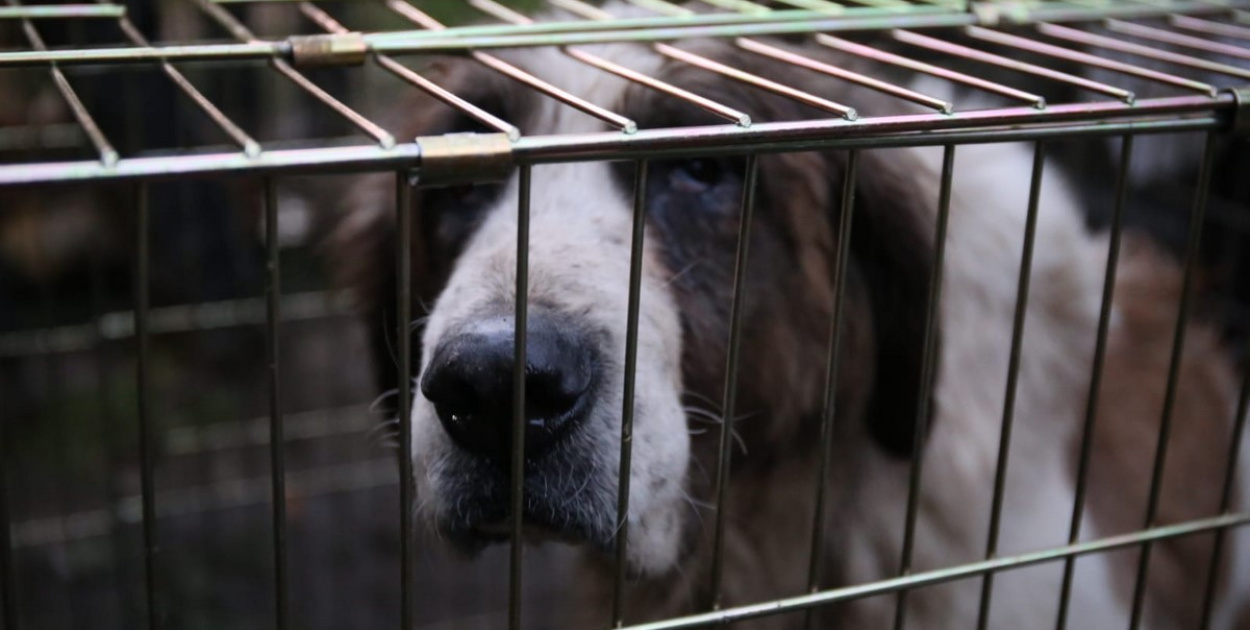  Ruszyła zbiórka pieniędzy na ratowanie psów z nielegalnej hodowli w…