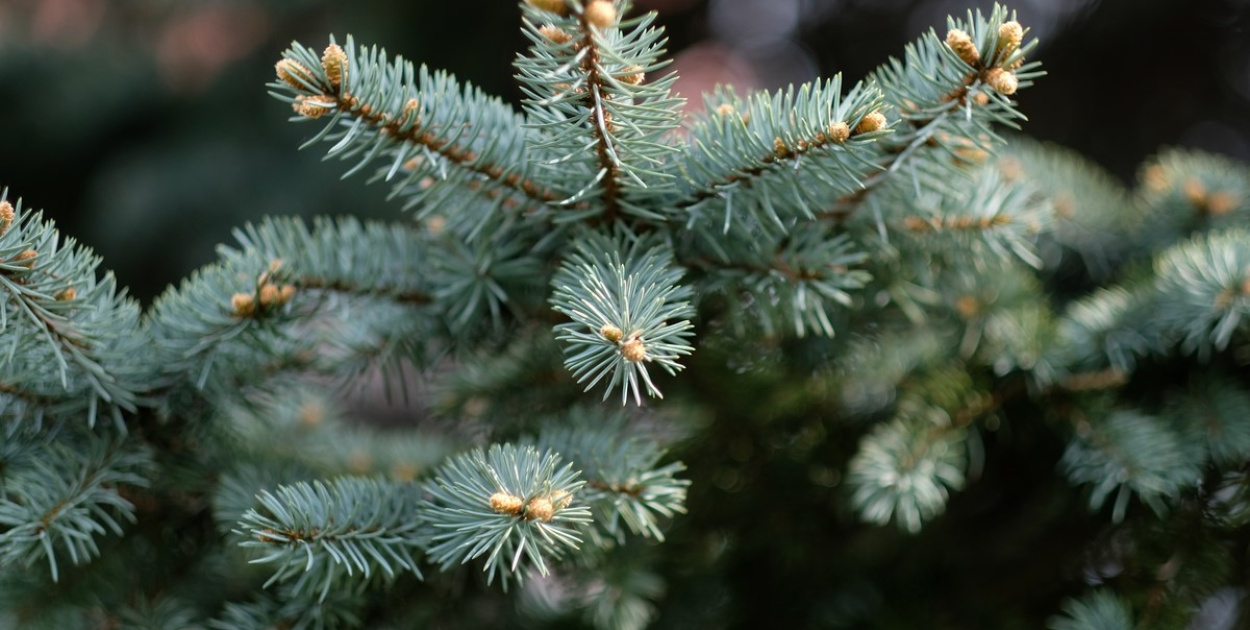  W święta choinki nie może zabraknąć. Co jednak zrobić z nią po…