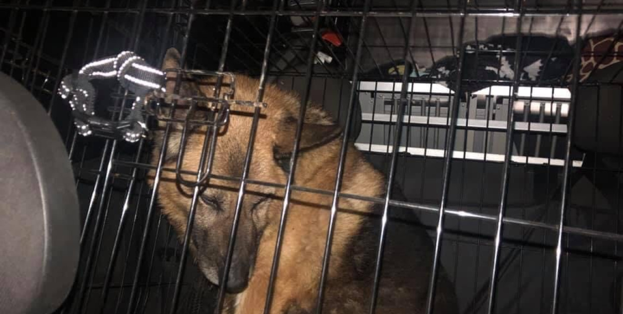  Ksiądz może usłyszeć zarzut znęcania się nad zwierzętami. TOZ…