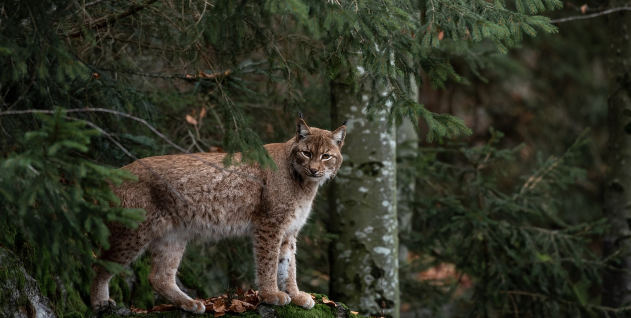 11. czerwca. Dziś Międzynarodowy Dzień Rysia