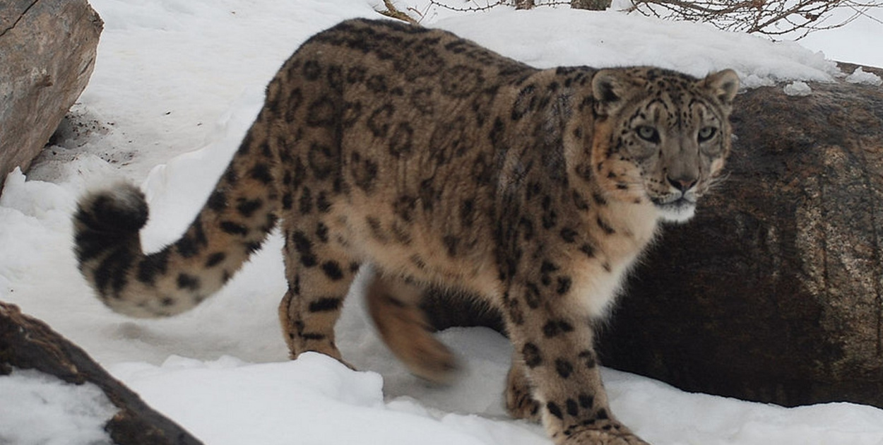  23. października. Dziś obchodzimy Międzynarodowy Dzień Pantery…